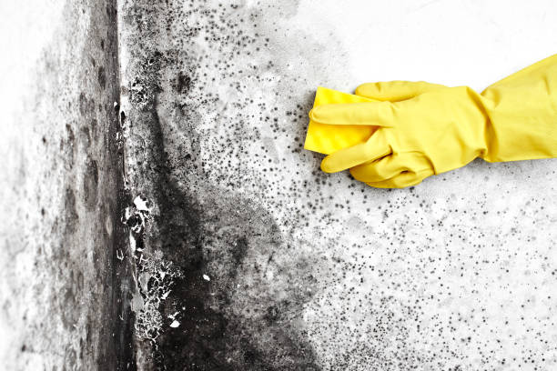 Best Attic Mold Removal  in Oakhurst, NJ