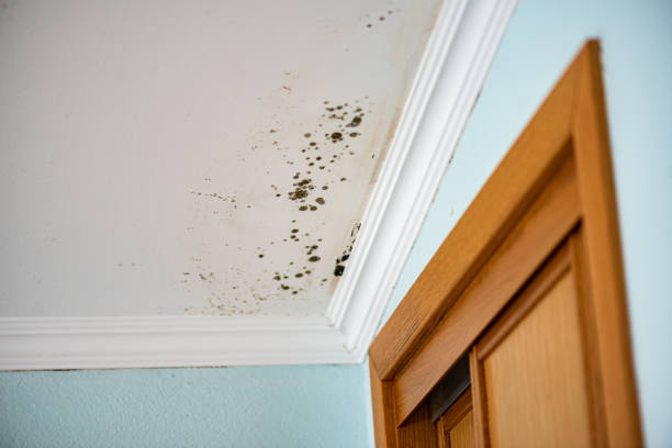 Best Certified Mold Removal  in Oakhurst, NJ