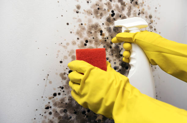 Home Mold Removal in Oakhurst, NJ