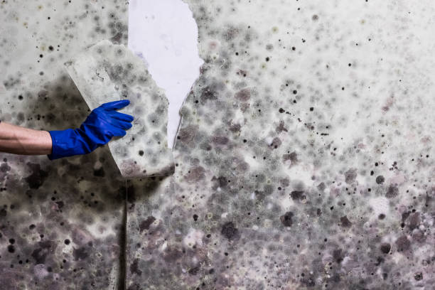 Best Toxic Mold Removal  in Oakhurst, NJ