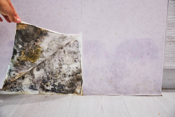 Best Toxic Mold Removal  in Oakhurst, NJ